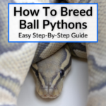 How To Breed Ball Pythons