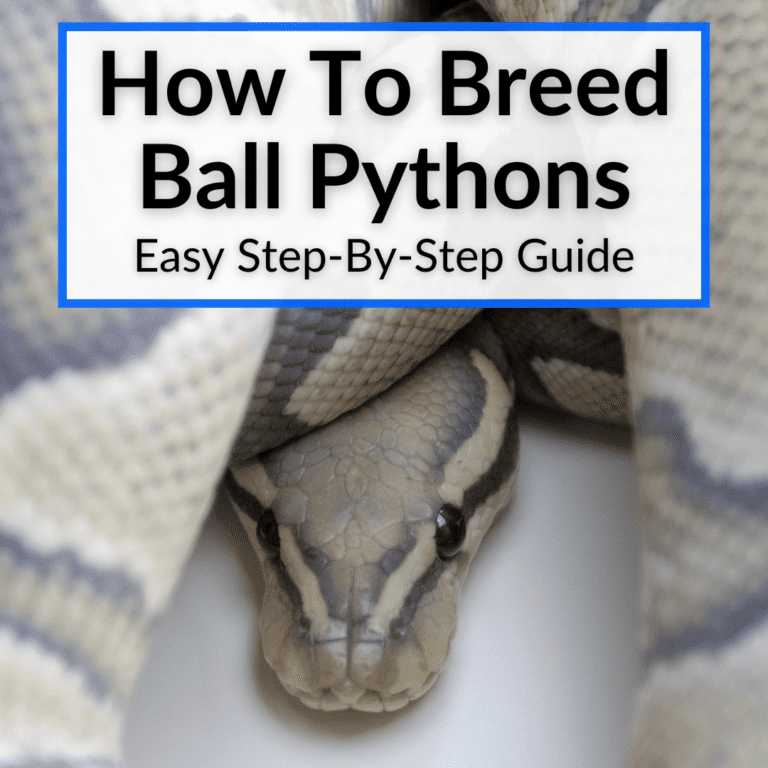How To Breed Ball Pythons (Easy StepByStep Guide)