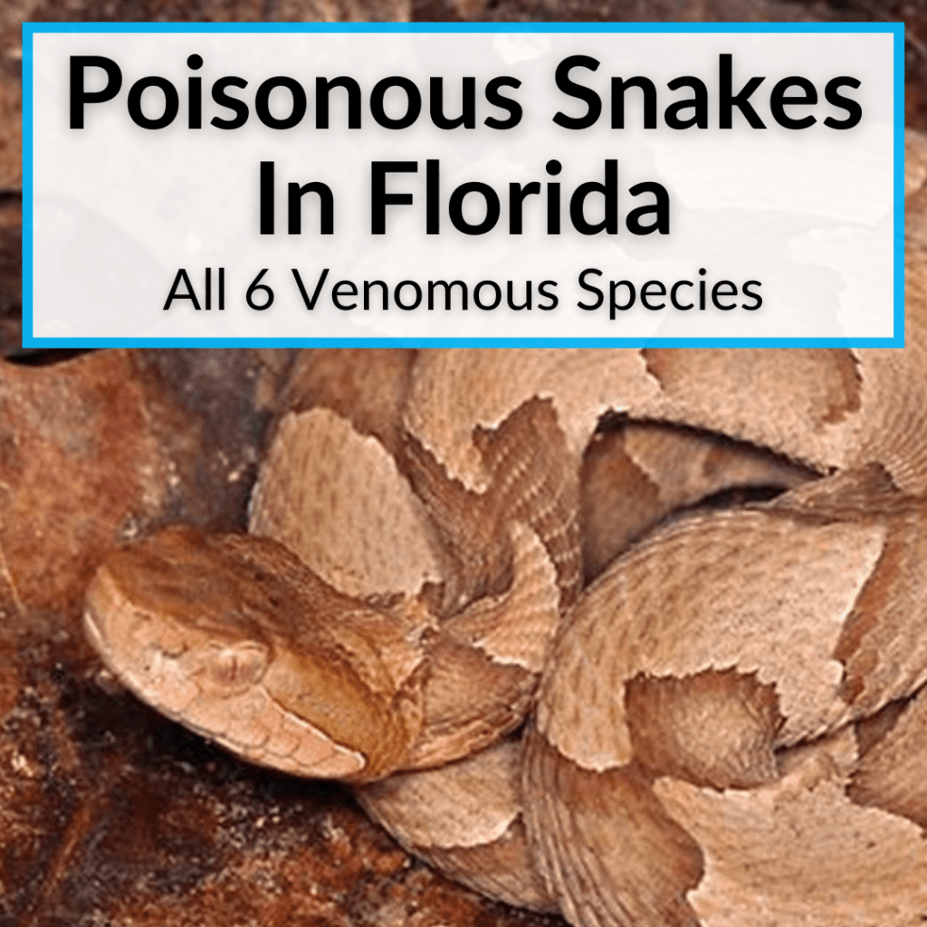 poisonous-snakes-in-florida-all-6-venomous-species