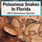 Poisonous Snakes In Florida