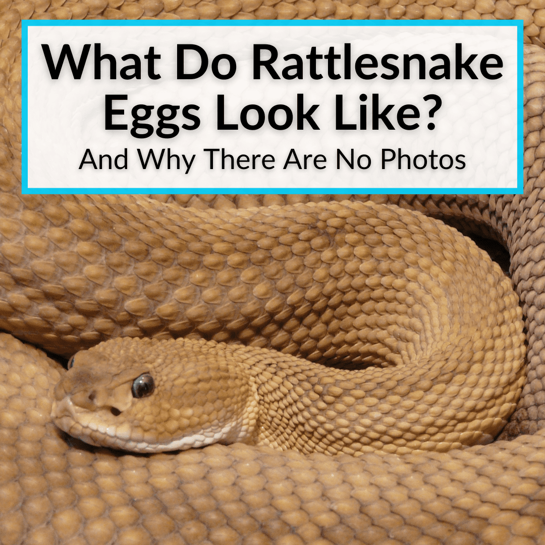 What Do Rattlesnake Eggs Look Like? (Why No Photos?)