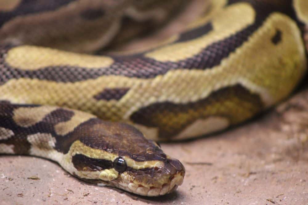ball python in enclosure alone