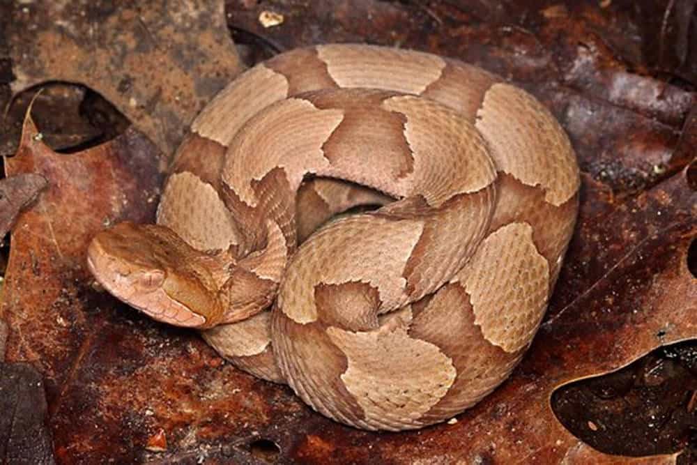 coiled up copperhead snake with no rattle