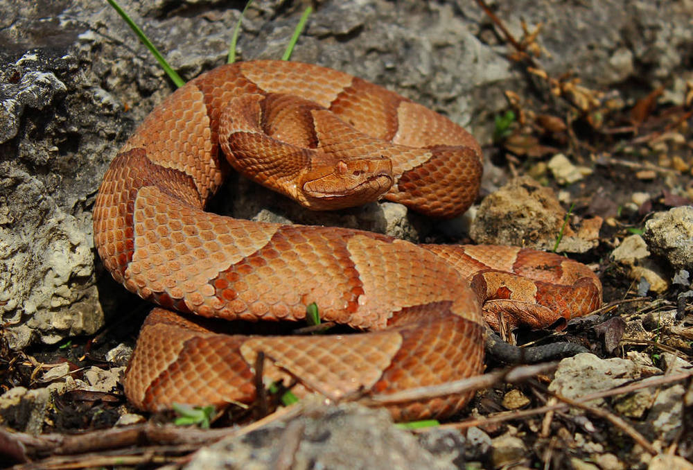 copperhead snake rattling tail