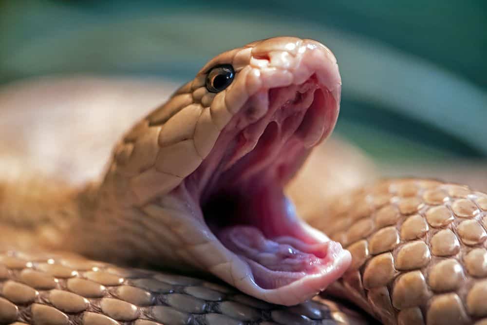 mouth gaping snake