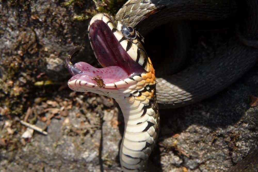 snake with mouth wide open