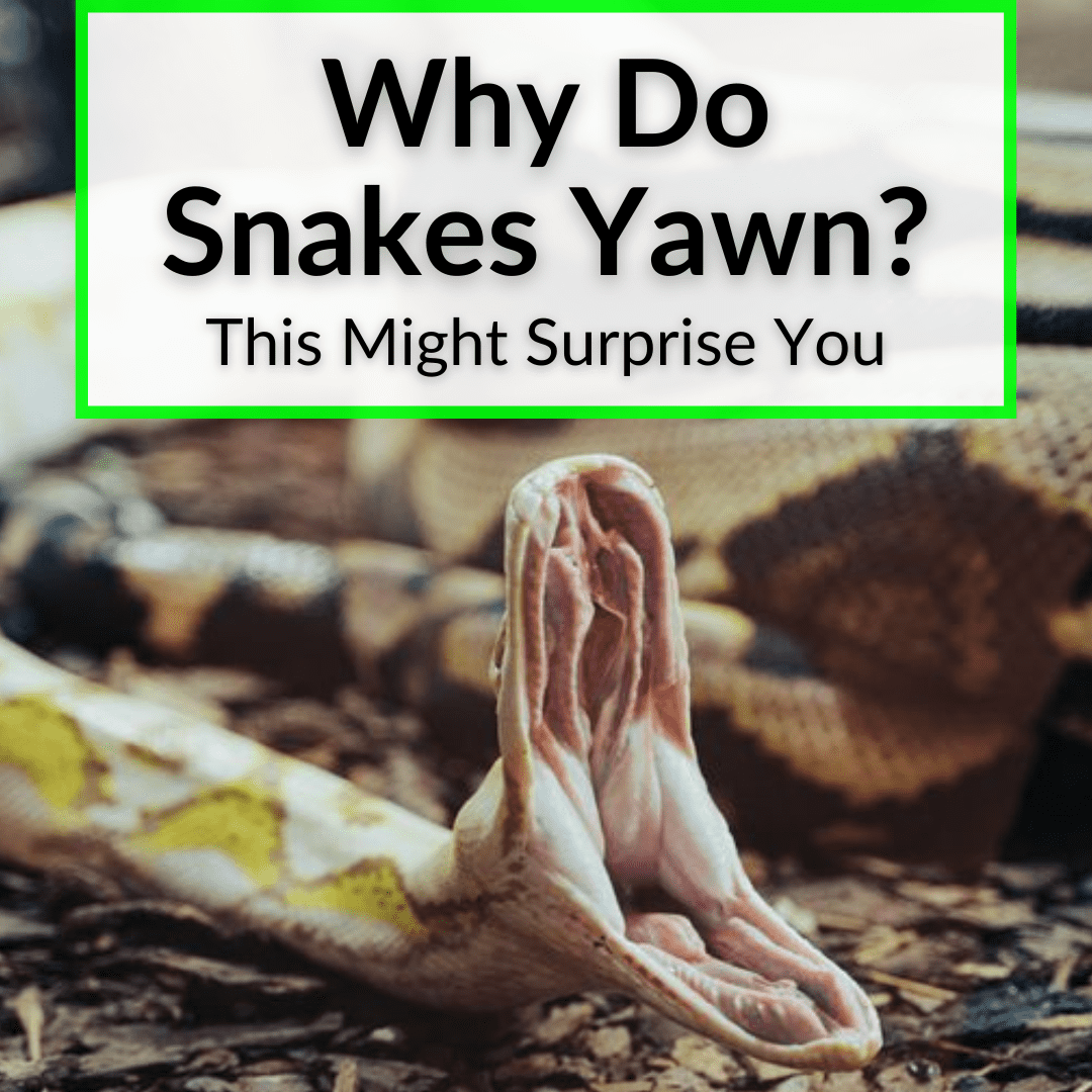 why do snakes yawn