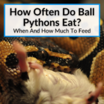 How Often Do Ball Pythons Eat