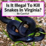 Is It Illegal To Kill Snakes In Virginia