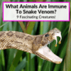 What Animals Are Immune To Snake Venom
