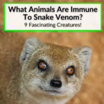 What Animals Are Immune To Snake Venom
