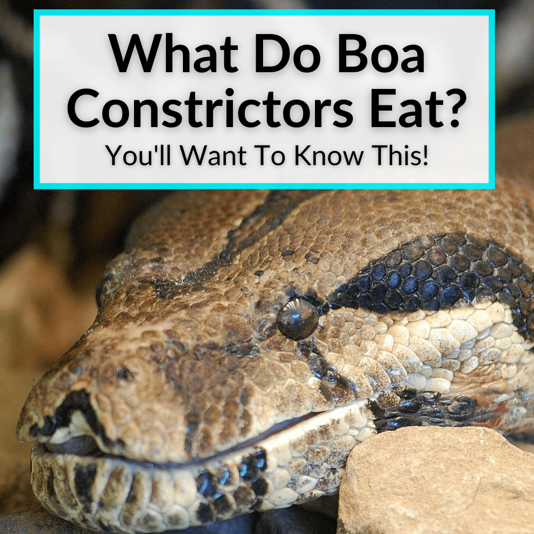 What Do Boa Constrictors Eat