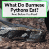 What Do Burmese Pythons Eat