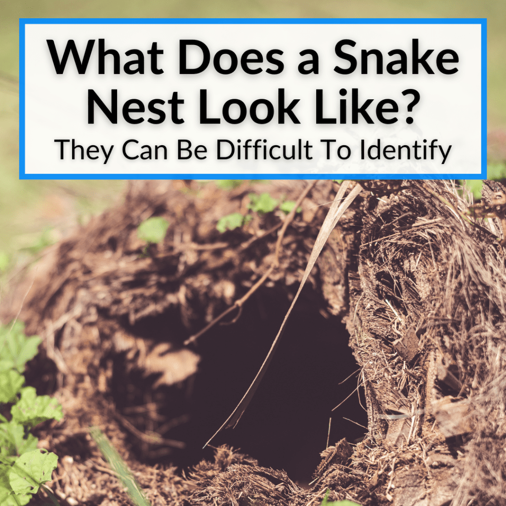 What Does A Snake Nest Look Like? (Can Be Difficult To Identify)