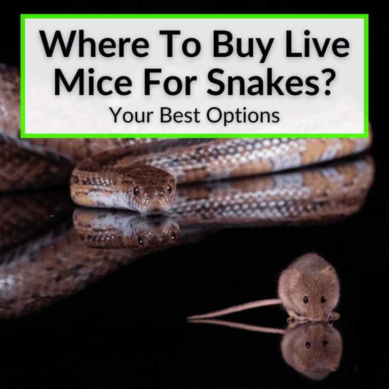 Where To Buy Live Mice For Snakes? (Your Best Options)