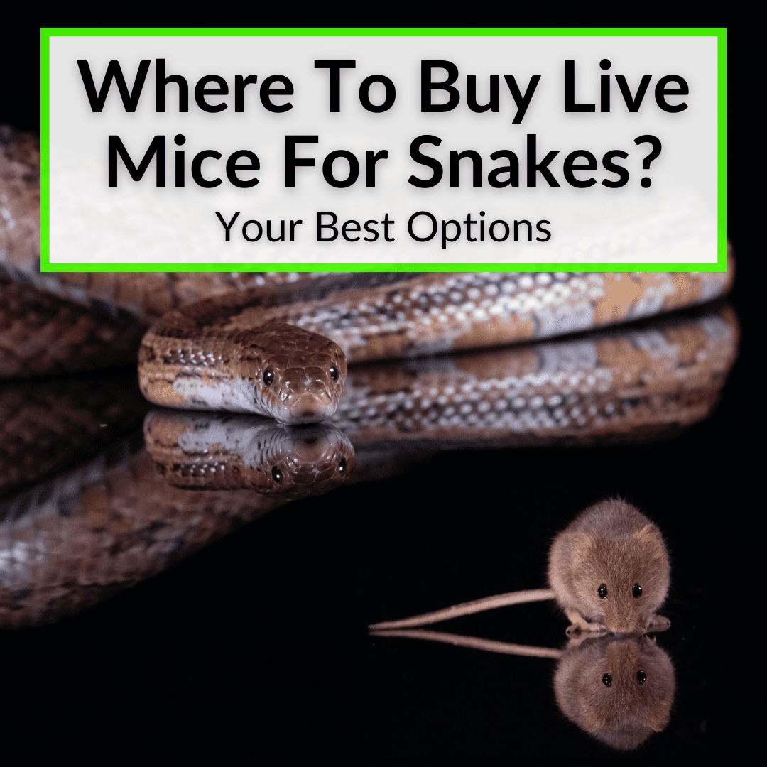 Where To Buy Live Mice For Snakes