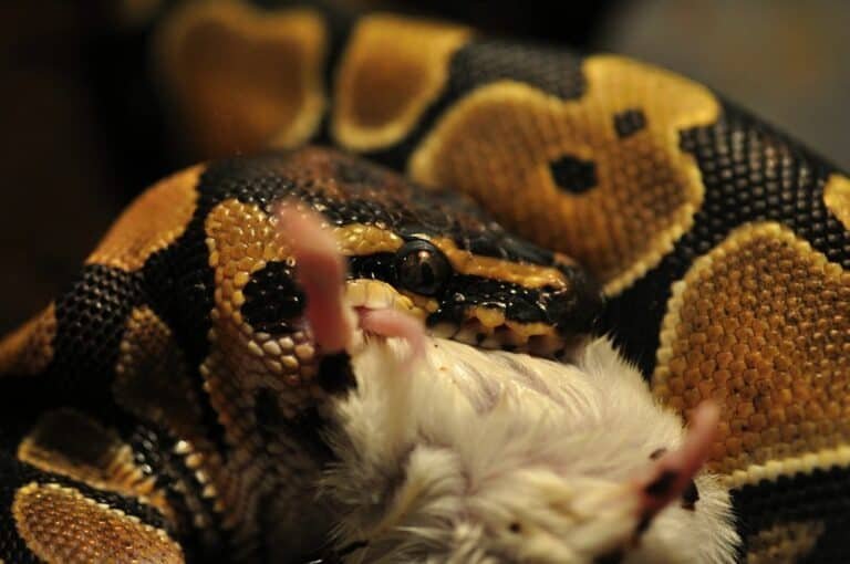 How Long Can Ball Pythons Go Without Eating? (And How To Get Them To Eat)