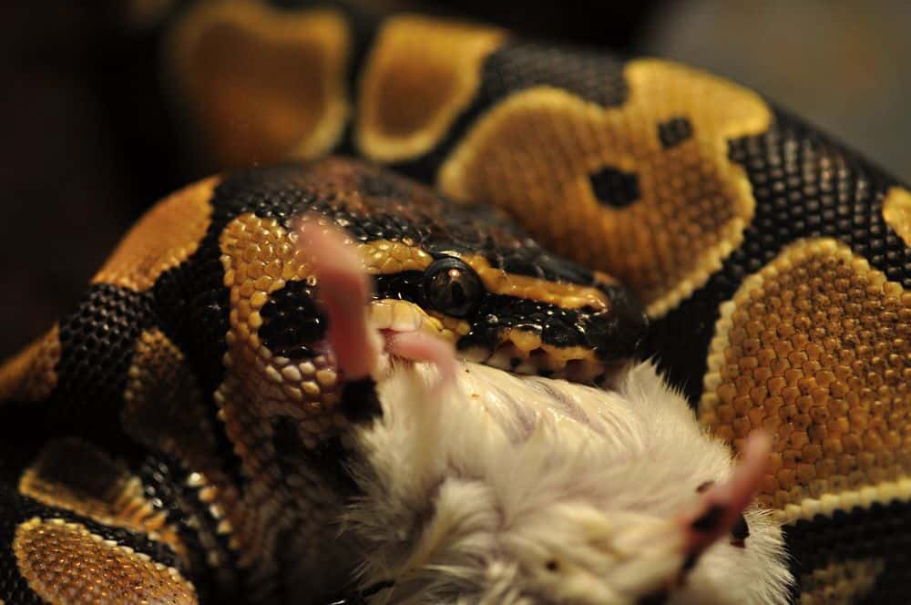 ball python eating mouse