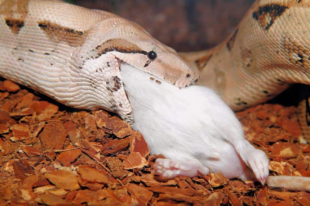 boa constrictor eating large rat