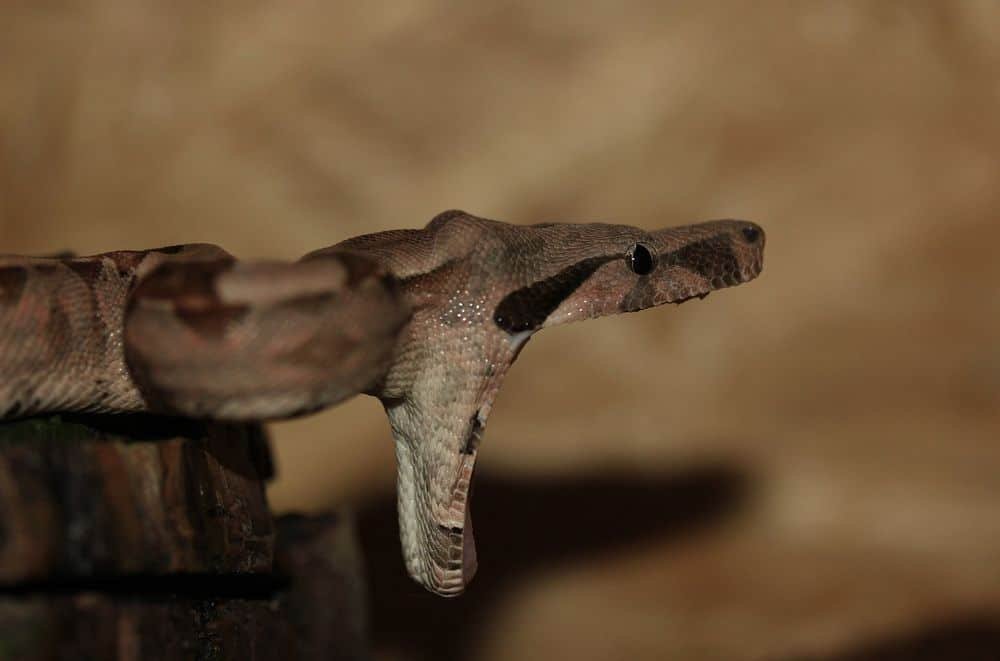 boa constrictor biting with open mouth