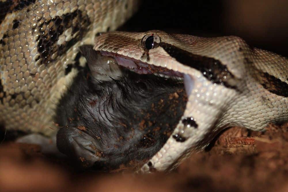 boa constrictor swallowing prey