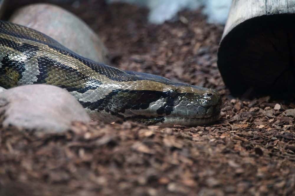 burmese python