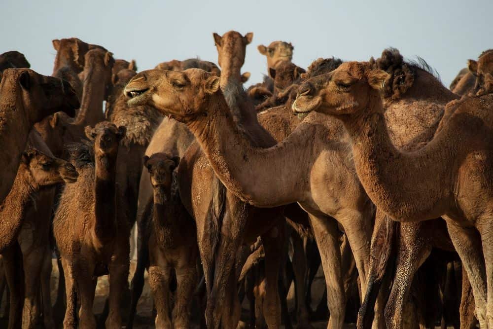 camels