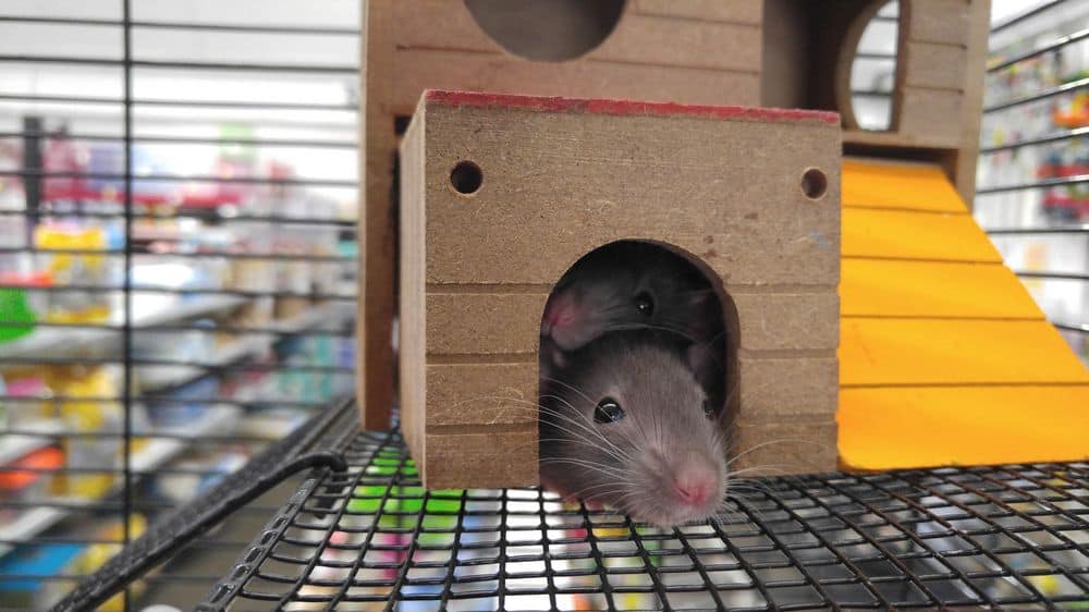 mice in pet store