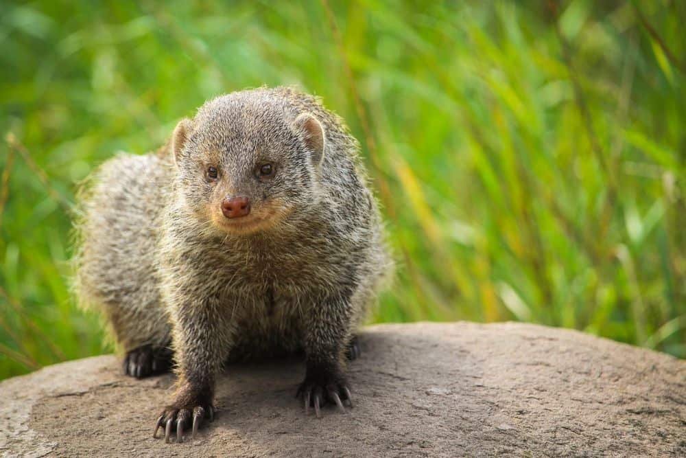 mongoose