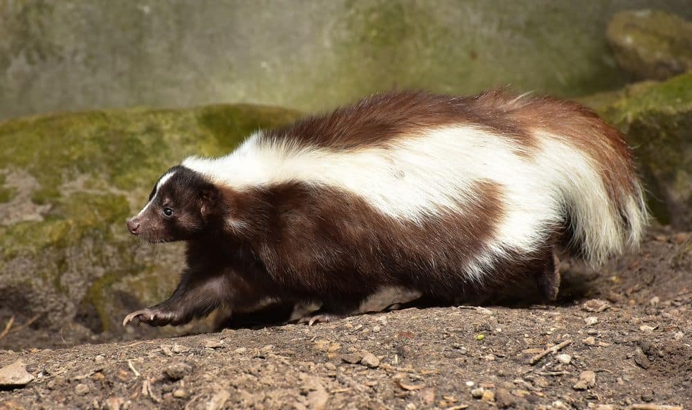 skunk is immune to snake venom