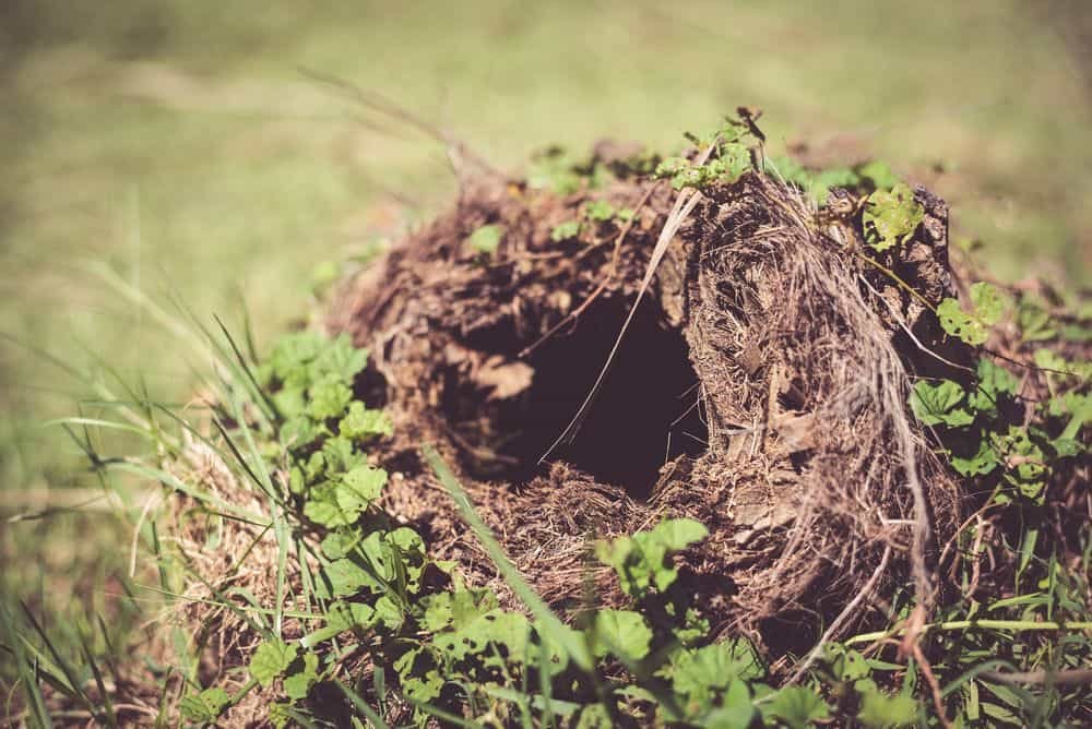 snake nest i the ground