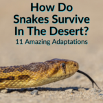 How Do Snakes Survive In The Desert