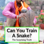 Can You Train A Snake
