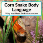 Corn Snake Body Language