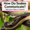 How Do Snakes Communicate
