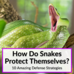 How Do Snakes Protect Themselves