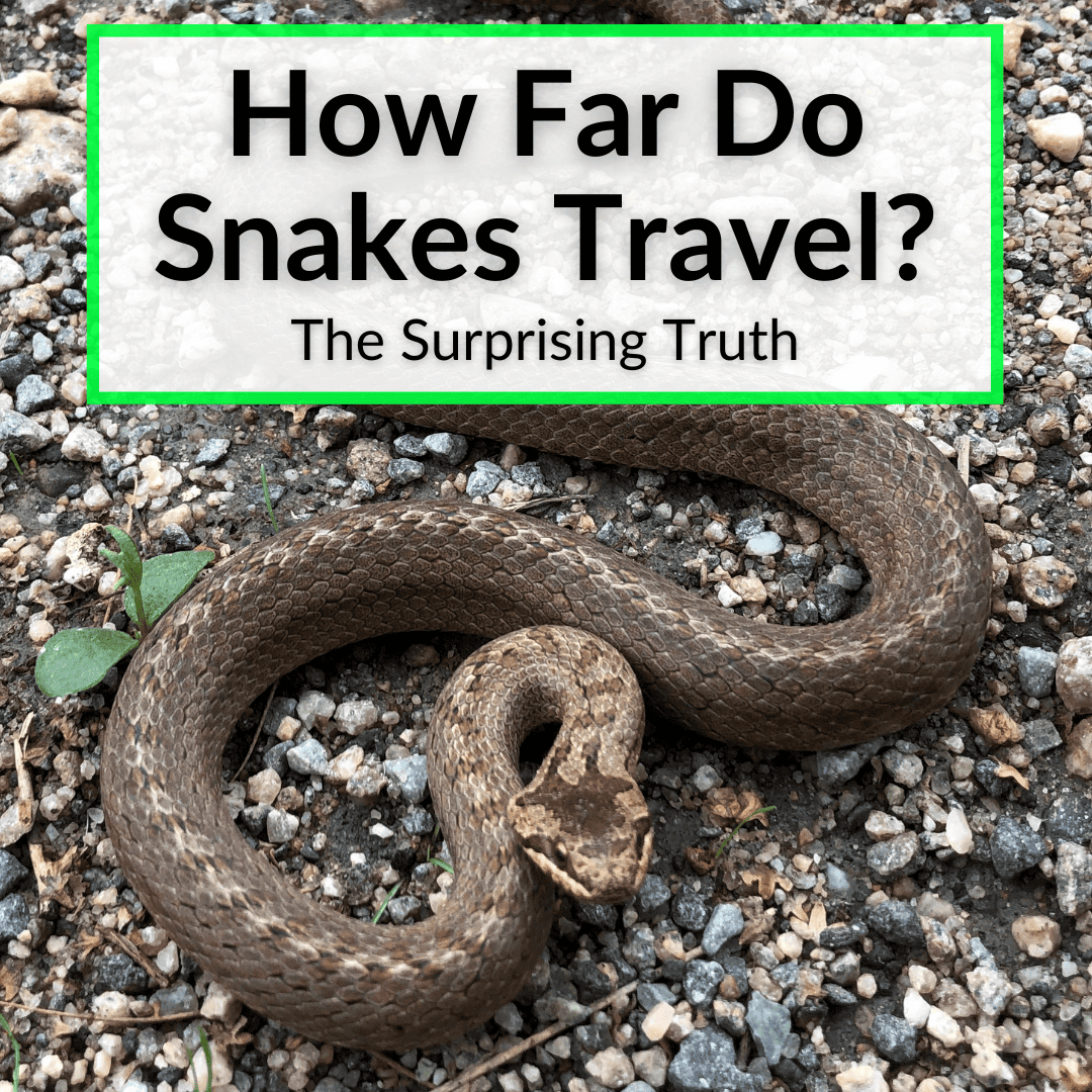 How Far Do Snakes Travel