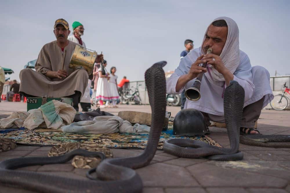 snake charmer training