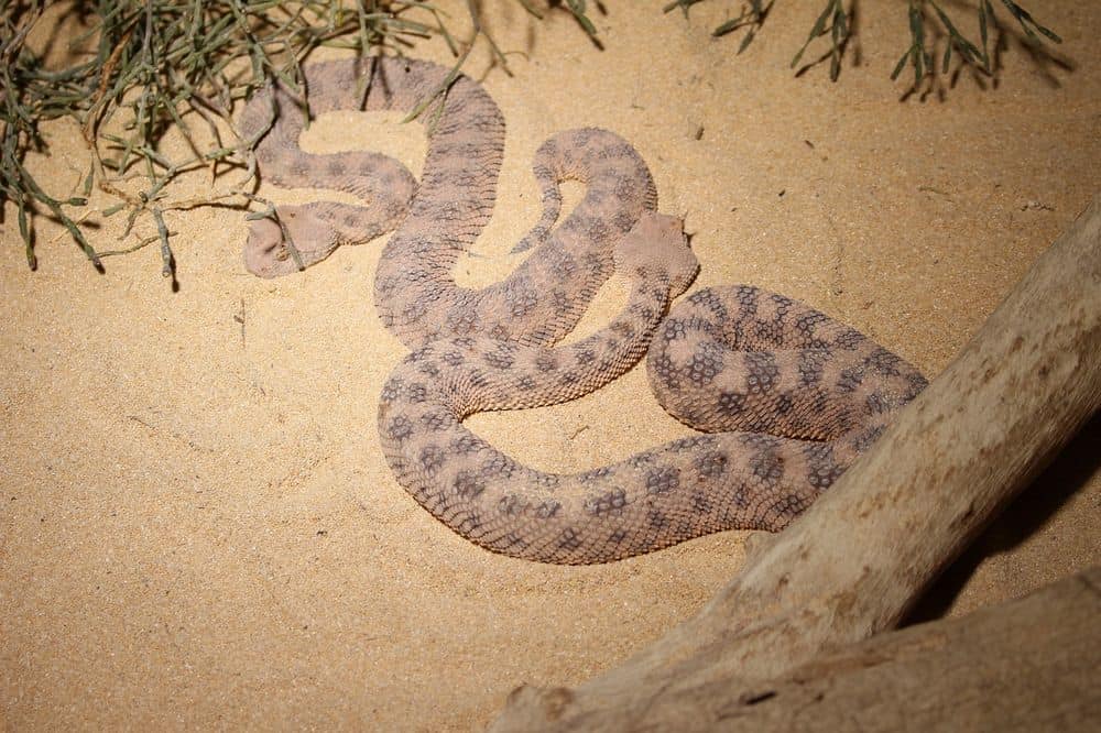 snake on sand in desert