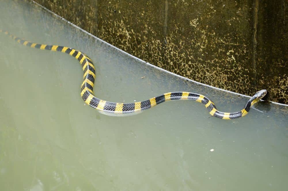 Banded Krait