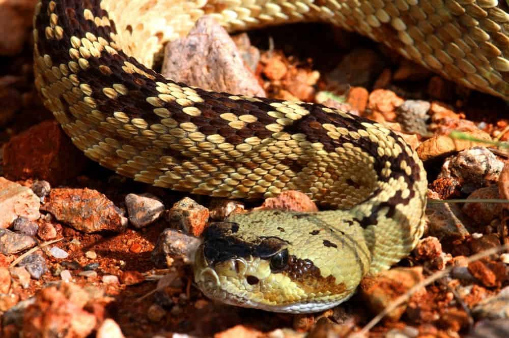 black tailed rattlesnake