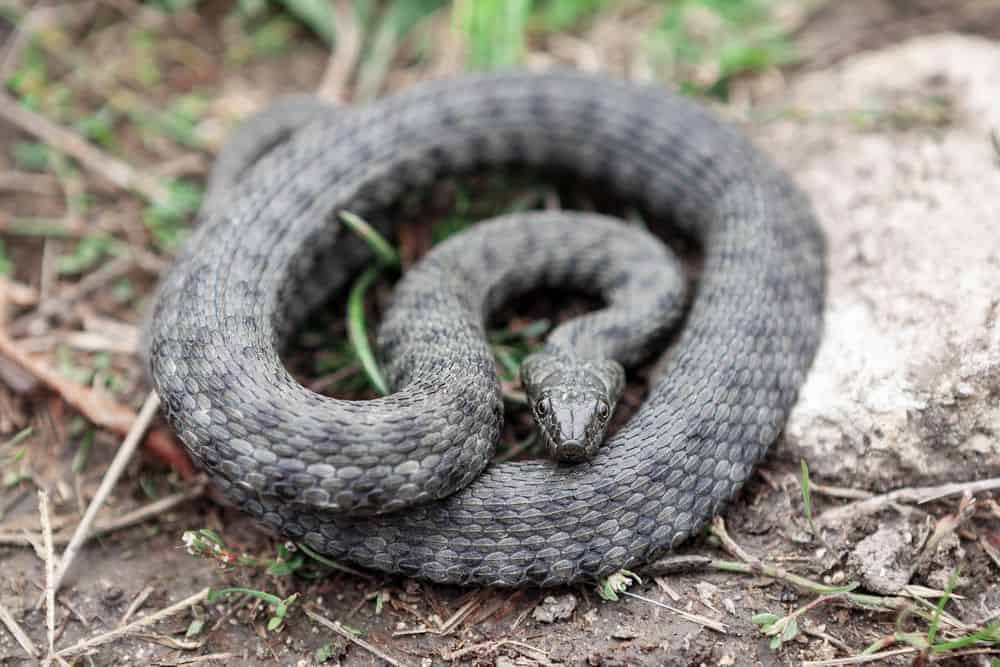 Diamondback Water Snake