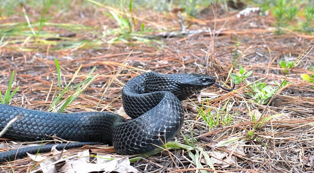 Eastern Indigo Snake