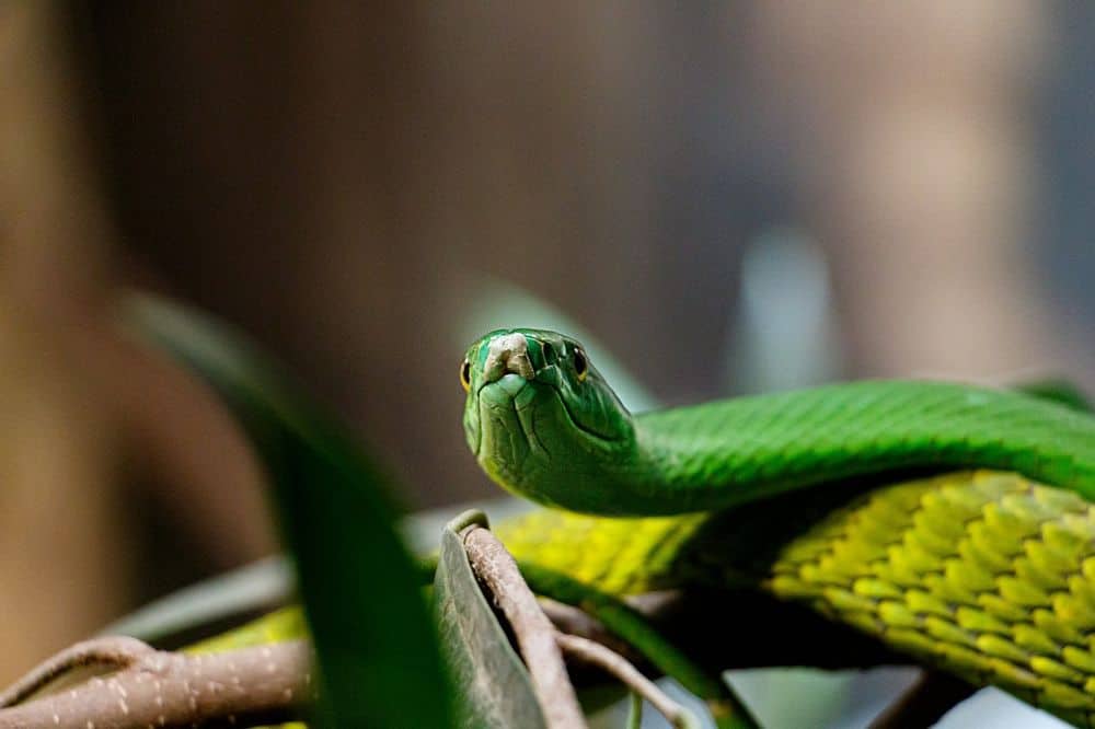 green snake staring straight ahead