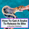 How To Get A Snake To Release Its Bite
