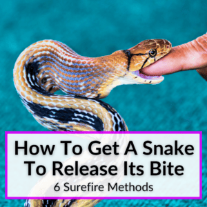 How To Get A Snake To Release Its Bite