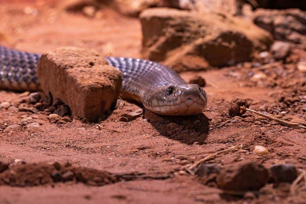 King Brown Snake