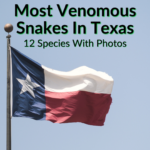 Most Venomous Snakes In Texas