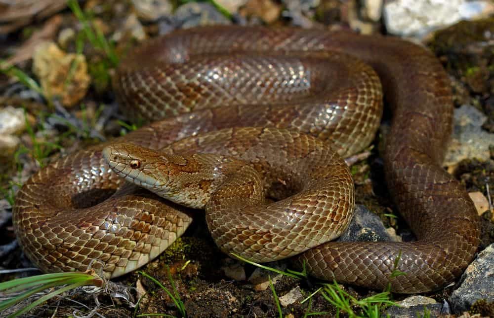 prairie kingsnake