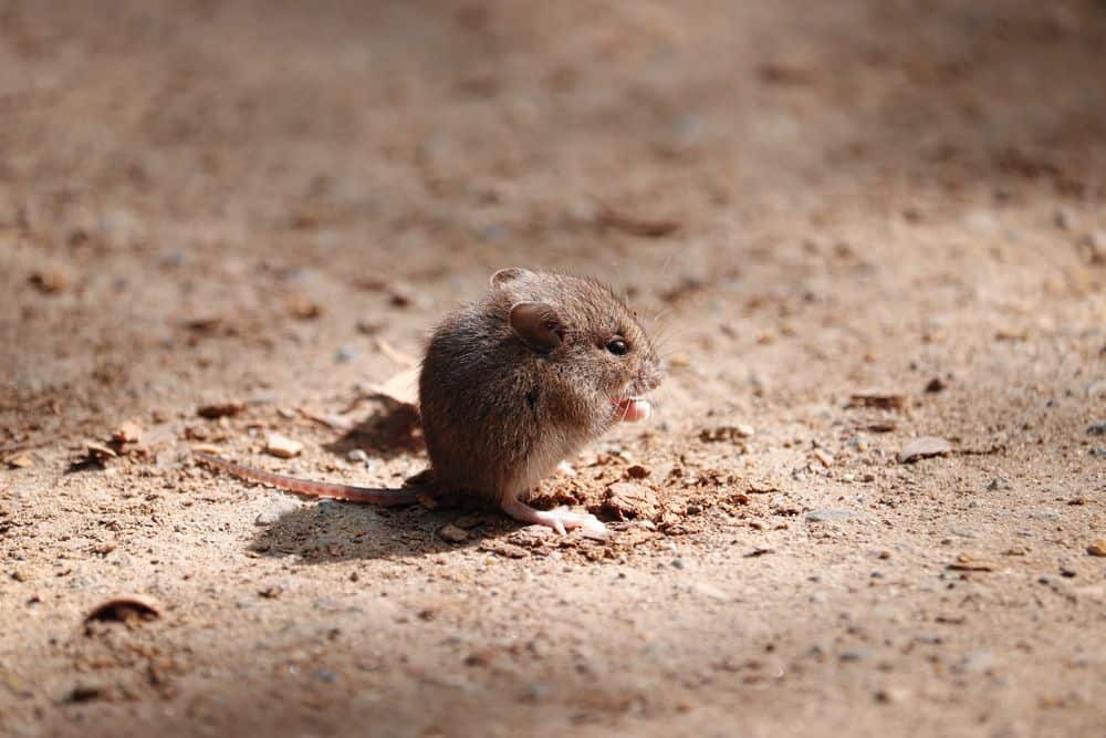 rat in desert